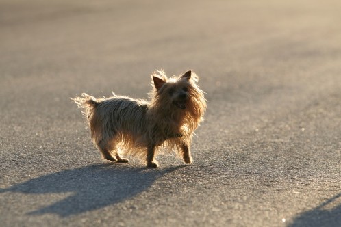 Cane da città