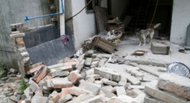 terremoto emilia animali aiuto oipa