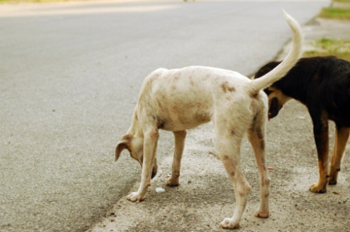 cani randagi sicilia