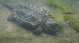 tartaruga alligatore milano