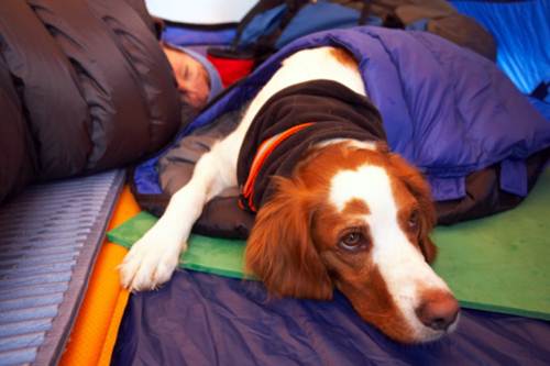 terremoto animali inaugurato campo Cavezzo