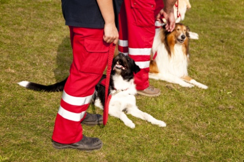 video cani soccorso