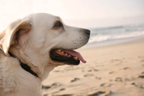 Accessori cane spiaggia