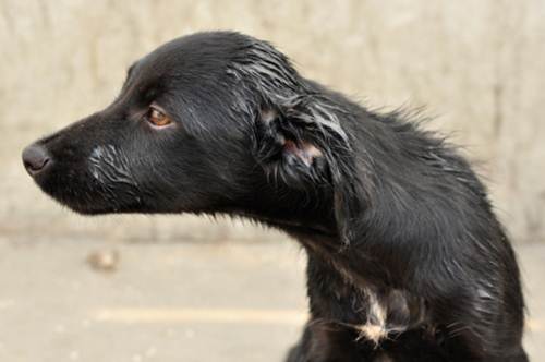 Cane abbandonato cosa fare decalogo Aidaa