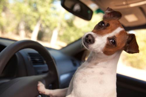 cane chiuso auto cosa fare