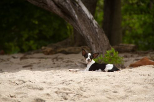 baubeach contro abbandono cani