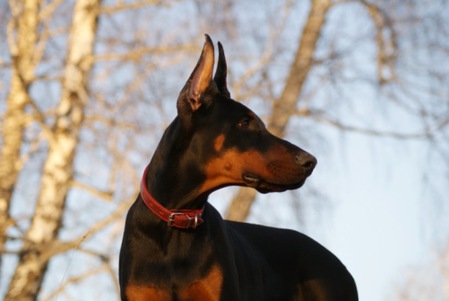 doberman video vs gattino