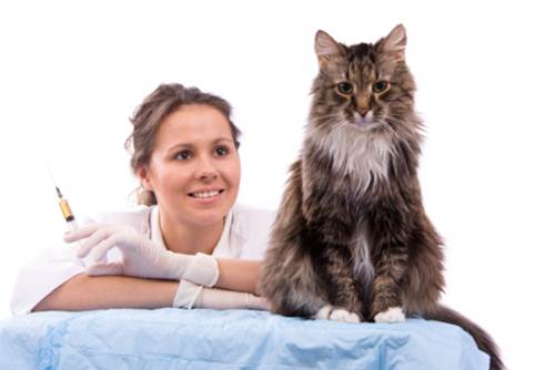 Cure veterinarie solo quando gatto sta male