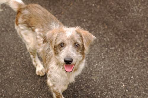 Randagismo inaugurata struttura cani Lampedusa