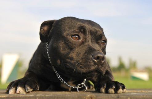 cane condannato morte irlanda