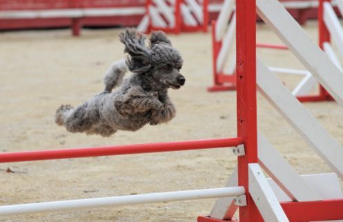 corsi vacanze cani