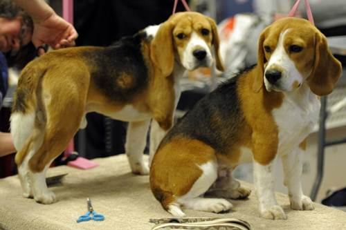 beagle Green Hill migliaia richieste