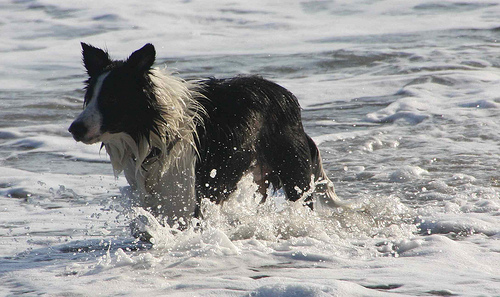 spiagge per cani veneto