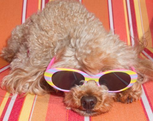 occhiali da sole per cane