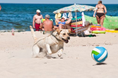 spiaggia libera cani giulianova