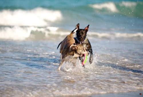 cani al mare foto belle