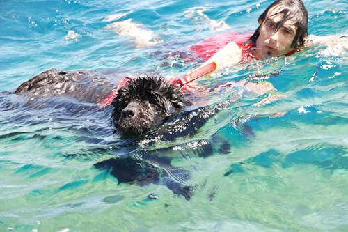 Cani bagnino spiaggia Baratti