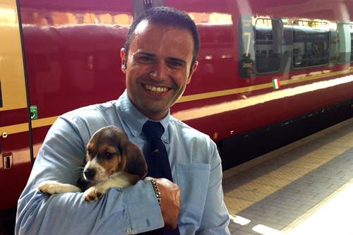 Green Hill primi cuccioli Beagle viaggiano treno