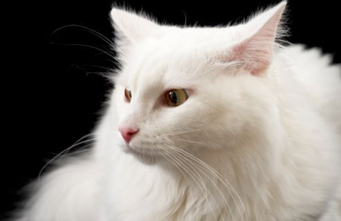 gatti bianchi scottatura sole