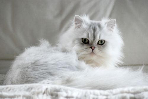 Gatti A Pelo Lungo Razze Caratteristiche E Foto Gallery Tutto Zampe