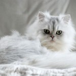 gatti a pelo lungo razze caratteristiche foto