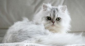 gatti a pelo lungo razze caratteristiche foto