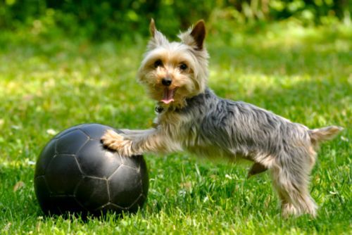 parco giochi cane