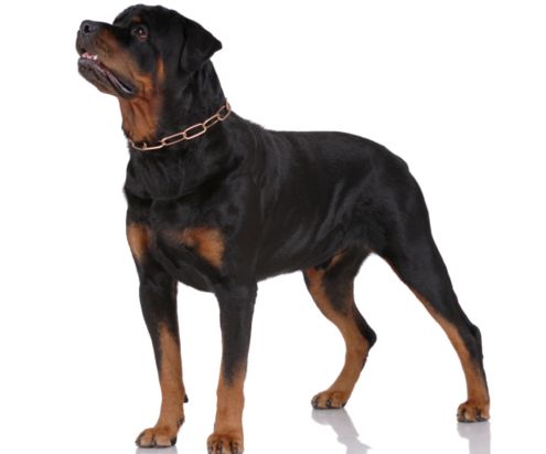 rottweiler dog