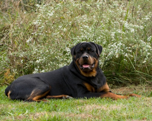 video rottweiler bambino