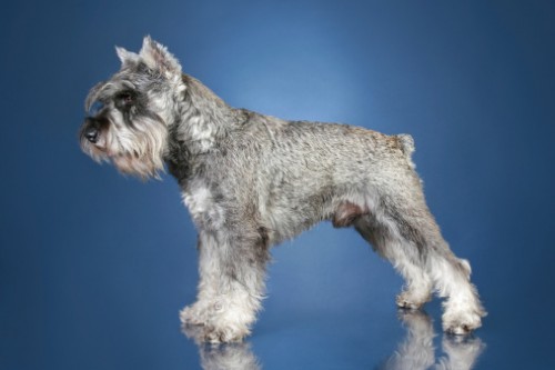 schnauzer nano video cane giocherellone