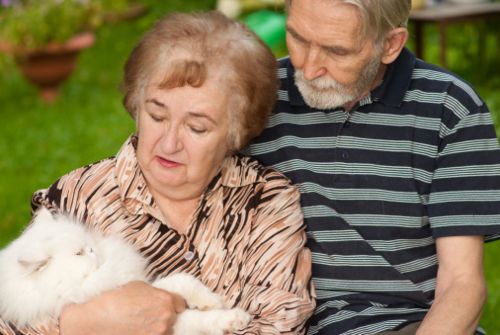 gatto destinato soppressione testamento