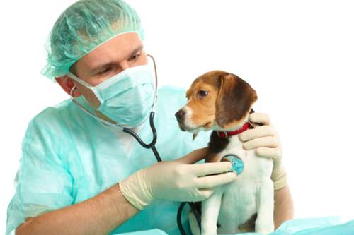 Beagle Green Hill morto parvovirosi canina sintomi