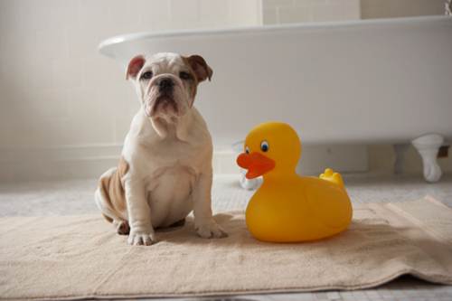 Bulldog inglese bagno vasca idromassaggio video