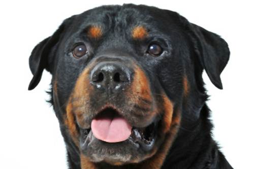 Cane Rottweiler gioca bambino video