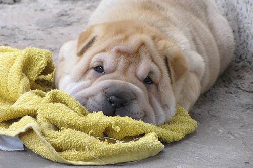 Cane Sharpei paura scendere scale video