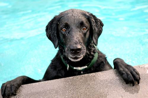 Cani nuoto primo approccio acqua