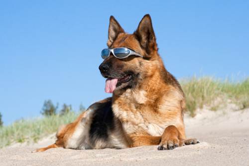 Cani spiaggia regole