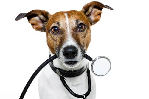 Farmaci generici per cani gatti petizione ENPA