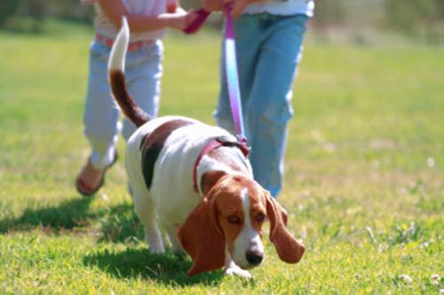 Green Hill solo beagle sotto sequestro