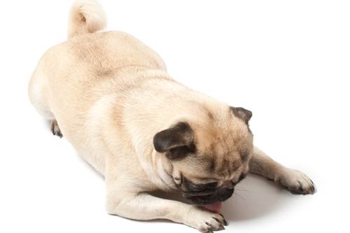 Perché Il Cane Si Lecca Le Zampe Tutto Zampe