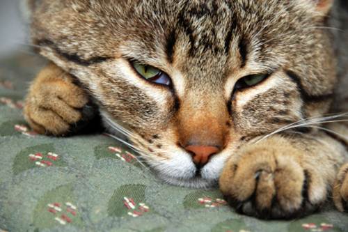 Perché gatto fa pasta pancia