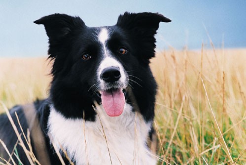 border collie 