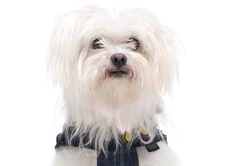 peluche cane maltese