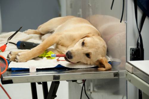 Pronto soccorso veterinario 24 ore su 24 Nord Italia