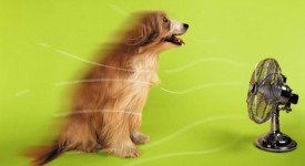 cani gatti sintomi colpo calore