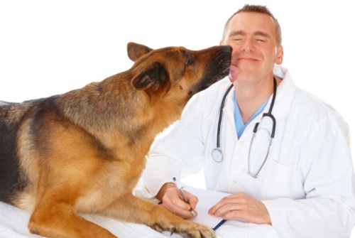 osteopatia per cani