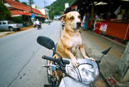 cani in bicicletta