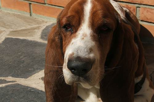 cane suona canta pianoforte video