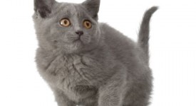 foto gatto certosino