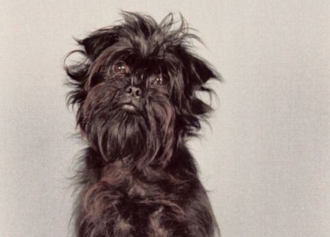 Affenpinscher sedia a rotelle storia